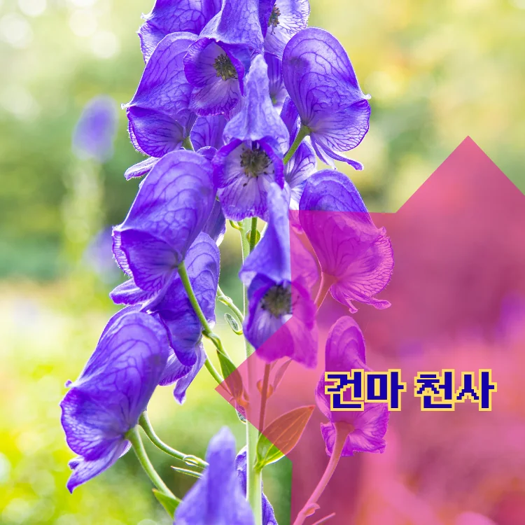 안암역 출장마사지 지역 안내 대표 이미지