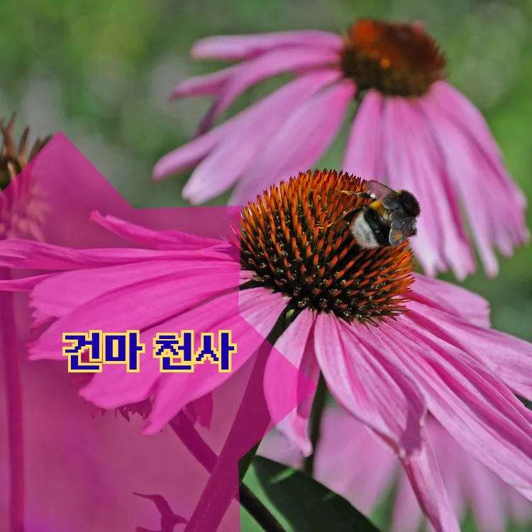 불광1동 출장마사지 지역 안내 대표 이미지