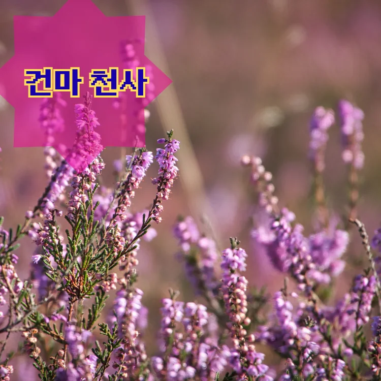 이화동 출장마사지 지역 안내 대표 이미지